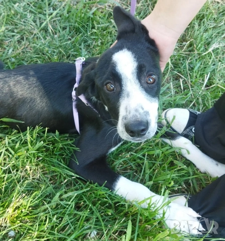 СПЕШНО ПОДАРЯВАМ ПЕТ ГОНЧЕТА БЕБЕТА, снимка 2 - Гонче - 54321374