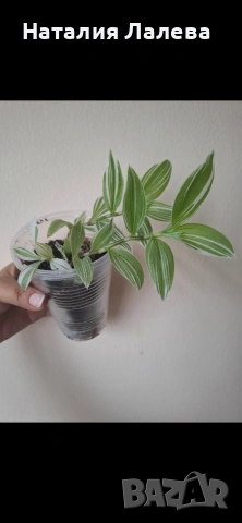 Традесканция, tradescantia albiflora albovittata
