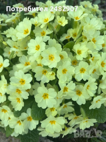 Градинска иглика - корен