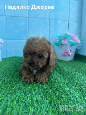 Cavapoo/Кавапу момчета, снимка 4 - Пудели - 54150900