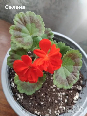 Наситено червено Зонално Мушкато с декоративни листа (Pelargonium), снимка 2 - Стайни растения - 55577444