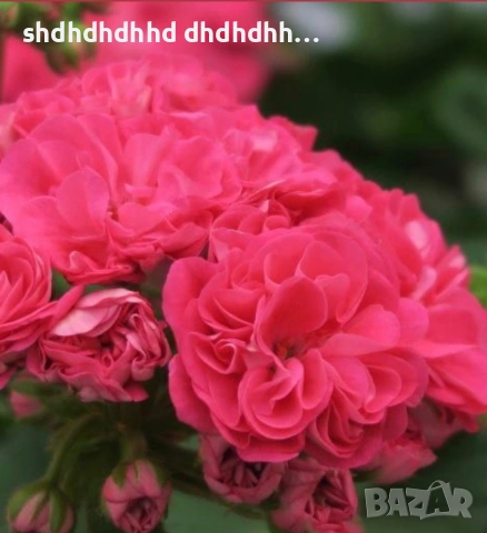 Сортови Мушката за колекционери 5 € за брой ( четири цвята ), снимка 4 - Градински цветя и растения - 54231825