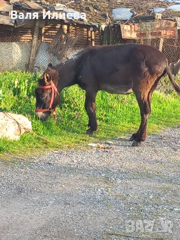 Магаре, снимка 3 - Други - 54219861