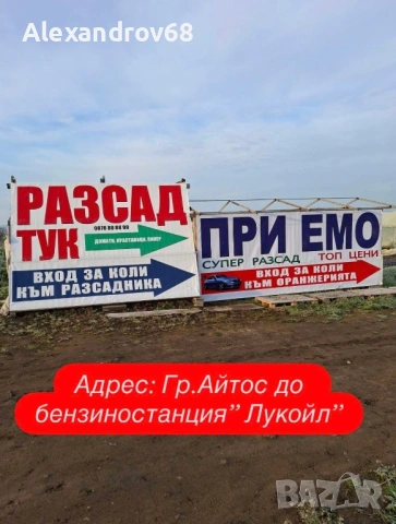 ТОП РАЗСАД на ТОП ЦЕНА от ПРОИЗВОДИТЕЛ, снимка 2 - Разсади - 54137204