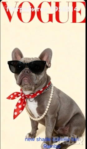 Френски булдог за разплод 