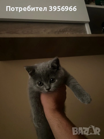 Продавам британска котка, снимка 2 - Британска късокосместа - 54696288