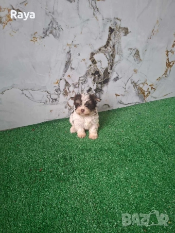 Бивър йорки , снимка 2 - Йоркширски териер - 47279281