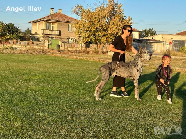 Немски дог - разплод, снимка 3 - Немски дог - 54052158