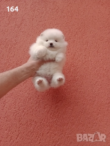 Бели Померани. Реални снимки !!! , снимка 4 - Померан - 54126669