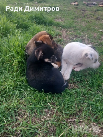 ПОДАРЯВАМ КУЧЕНЦА, снимка 16 - Други - 54158083