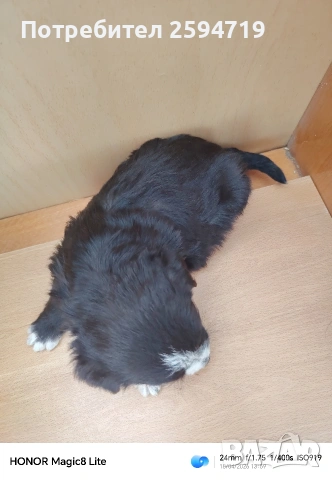 Продавам кученца пинчер, снимка 1 - Пинчер - 54286814