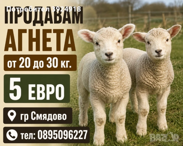 Продавам Агнета от 25 до 35 и нагоре 