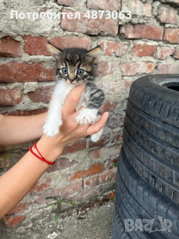 Подарявам малки котенца, снимка 3 - Други - 55125741