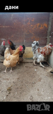 кокошки, снимка 4 - Кокошки и пуйки - 54290536
