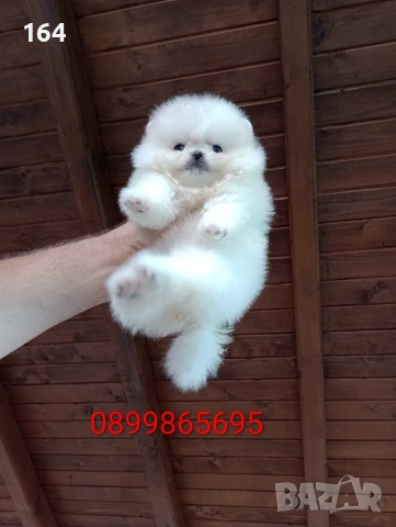 Бели мини Померани Реални снимки !!! , снимка 2 - Померан - 55100484