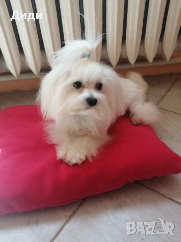 Малтийска болонка, снимка 3 - Болонка - 54104548