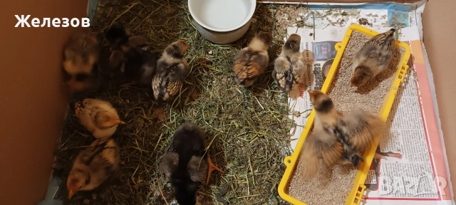 Златен Зибрайт , снимка 3 - Кокошки и пуйки - 54247836