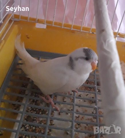  Вълнист млад папагал, снимка 2 - Папагали - 54327190