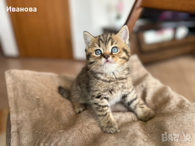 Британска късокосместа и шотландска клепоуха котка, снимка 2 - Британска късокосместа - 54530687