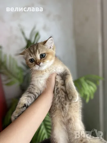 британски котенца, снимка 11 - Британска късокосместа - 55391628