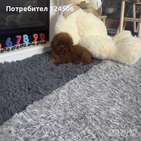той пудел пуделче , снимка 5 - Пудели - 55162204