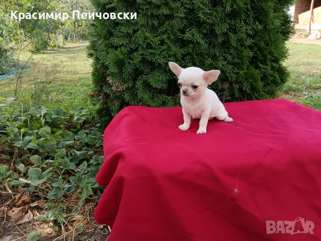 женско чихуахуа. , снимка 6 - Чихуахуа - 55371298