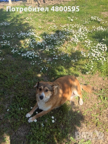 Сладко и дружелюбно куче търси дом!, снимка 4 - Други - 54244880