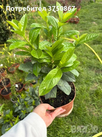 🌿☀️🌿 Лавровишна ‘Novita’ / Жив плет (Prunus laurocerasus ‘Novita’), снимка 3 - Градински цветя и растения - 54324504
