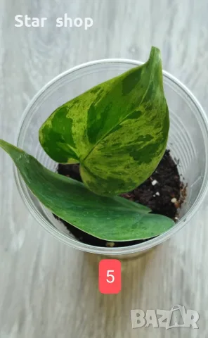 Филодендрон- Philodendron Hederaceum Variegata, снимка 5 - Стайни растения - 55295623