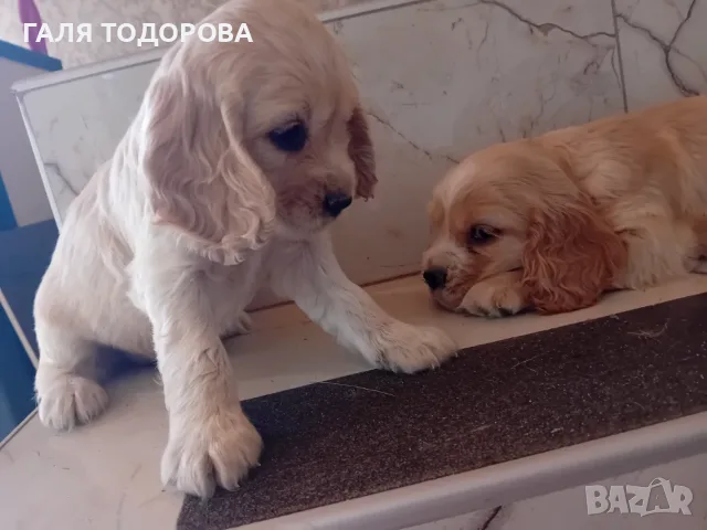 Американски кокер шпаньоли, снимка 4 - Кокер шпаньол - 55434530