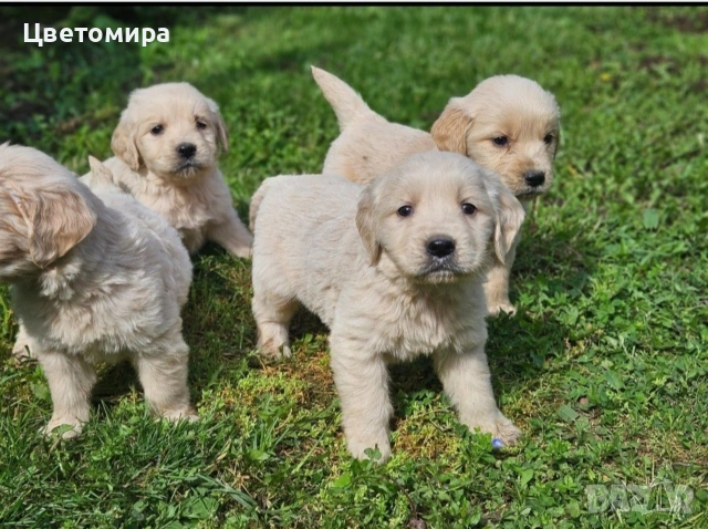 Голдън Ретривър 