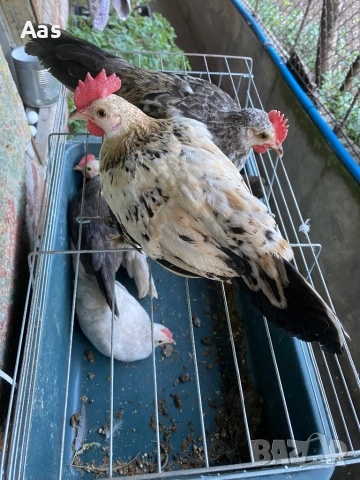 Джинки чифтове, снимка 5 - Кокошки и пуйки - 54315090