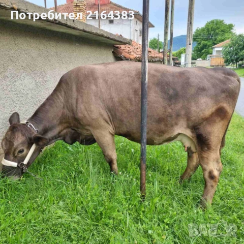 Продава се крава/бременна в 9 мес/, снимка 2 - Крави - 54782199