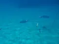 Водоустойчив кейс ShellBox за гмуркане и подводни снимки, снимка 11