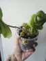 Каланхое, Kalanchoe laxiflora ssp. violacea, снимка 3