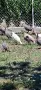 Предлагам токачки, снимка 1