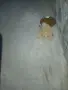Mini Pomeran sladyri, снимка 6