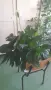 Спатифилум Сенсейшън с големи листа, Spathiphyllum ‘Sensation’ Peace Lily, снимка 3