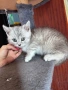 Британски / шотландски котенца , снимка 6