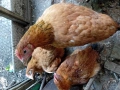 Млади ярки и петли, снимка 7