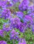 Вербена канадска 'Хоумстед Пърпъл', Verbena canadensis Homestead Purple, снимка 2