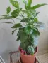 продавам цветя Китайска роза, червена, кичеста, снимка 15