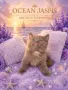 Британски котки , снимка 6