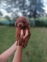 Пудел той/poodle toy, снимка 3
