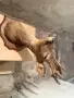 Продавам препарирани сръндаци, снимка 2