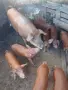 Свободни прасенца, снимка 4