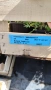 Потентила, Potentilla fruticosa 'Abbotswood', студоустойчива и многогодишна, снимка 5