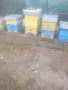 Пчелни семейства, снимка 3
