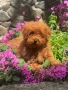 Пудел Той/Poodle Toy, снимка 3