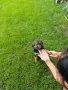 🐶 Продавам прекрасни кученца! 🐶  Търсят своя нов, любящ дом! ❤️  Малки, здрави, игриви, снимка 1